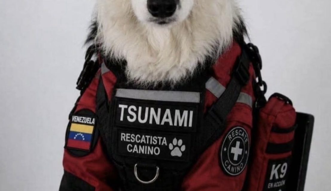 Tsunami el perro de rescate